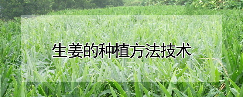 生姜的種植方法技術(shù)