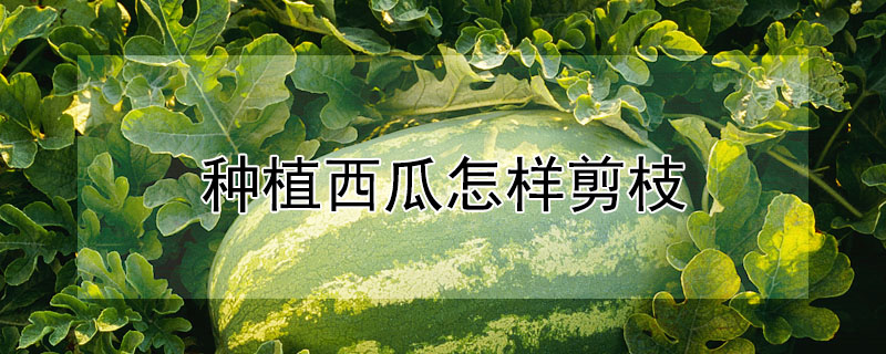 種植西瓜怎樣剪枝