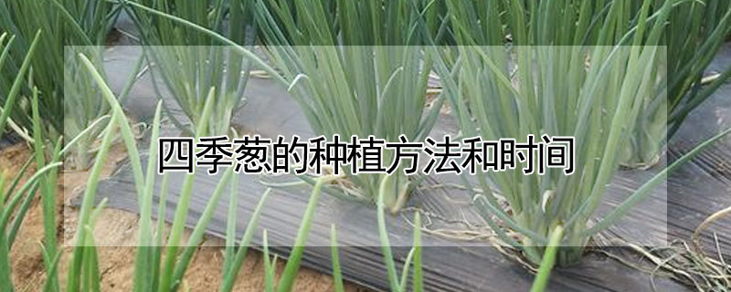 四季蔥的種植方法和時(shí)間