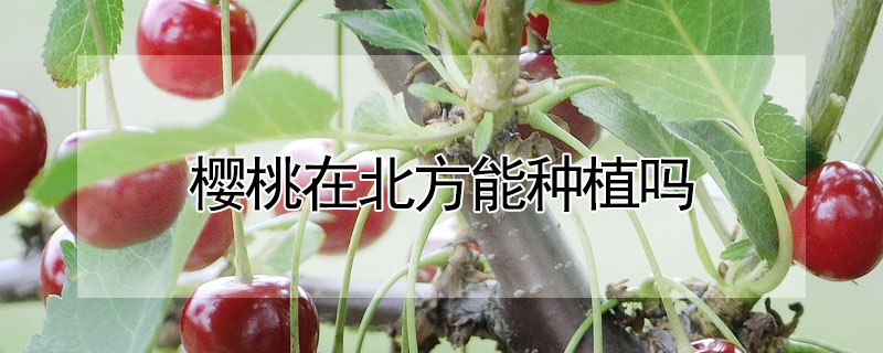 櫻桃在北方能種植嗎