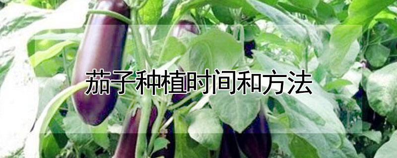 茄子種植時間和方法