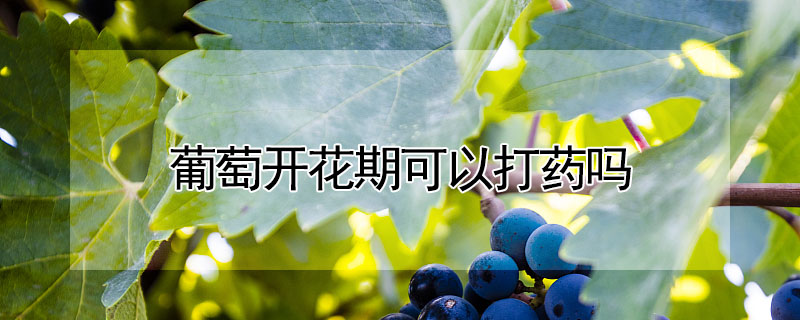 葡萄開花期可以打藥嗎