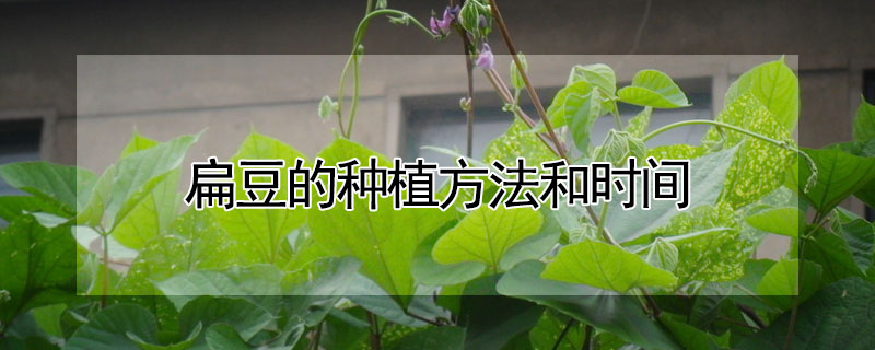 扁豆的種植方法和時間