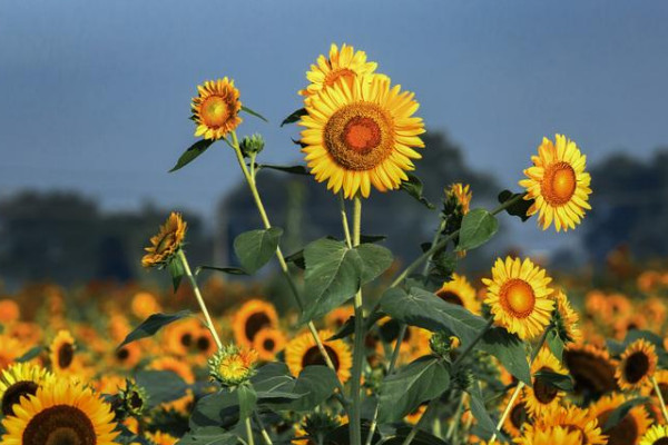 向日葵是幾月開(kāi)花