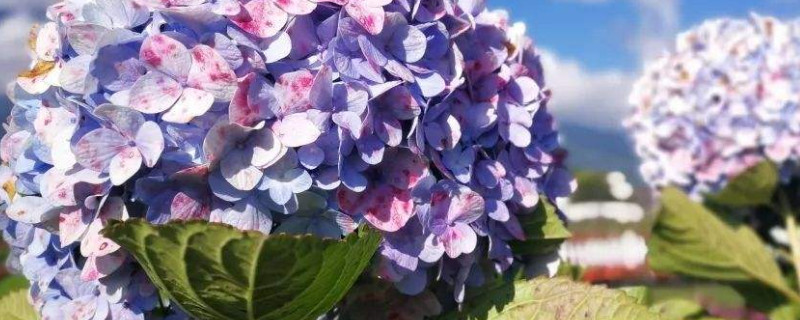 繡球花夏天怎么澆水