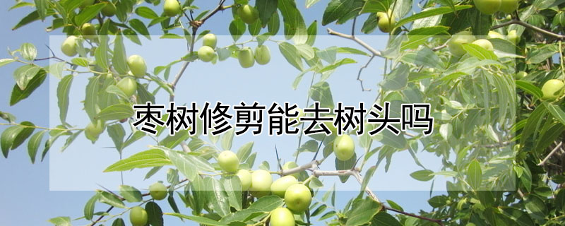 棗樹修剪能去樹頭嗎