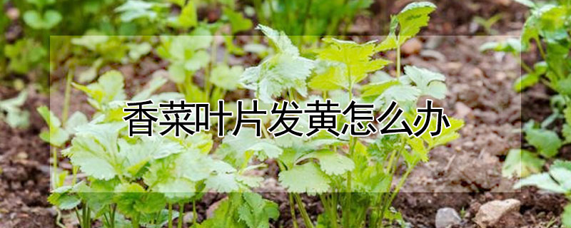 香菜葉片發黃怎么辦