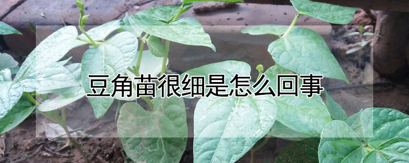 豆角苗很細是怎么回事