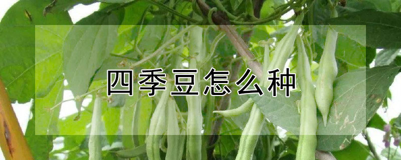 四季豆怎么種