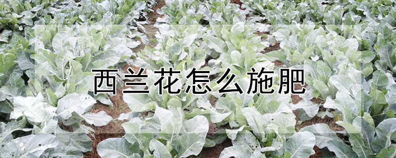 西蘭花怎么施肥