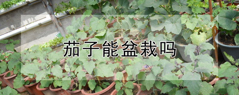 茄子能盆栽嗎