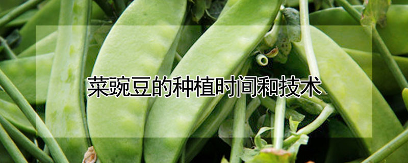 菜豌豆的種植時(shí)間和技術(shù)