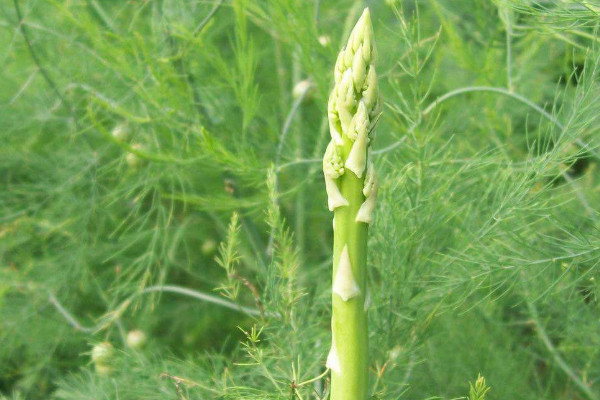 蘆筍種子怎么催芽