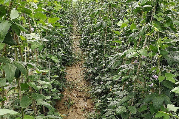 露地豆角種植時間和方法