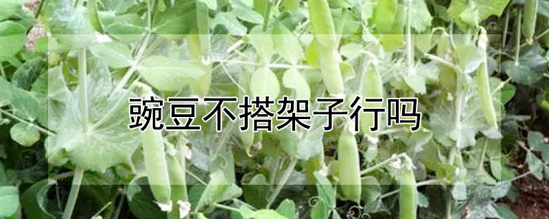 豌豆不搭架子行嗎