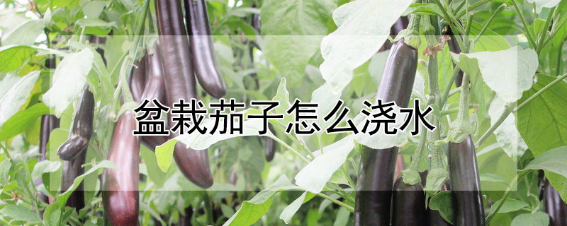 盆栽茄子怎么澆水