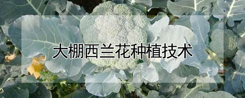 大棚西蘭花種植技術(shù)