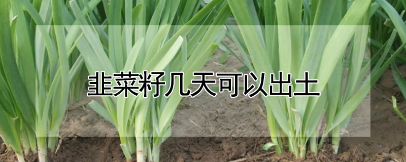 韭菜籽幾天可以出土