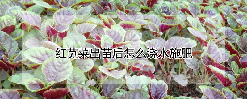 紅莧菜出苗后怎么澆水施肥