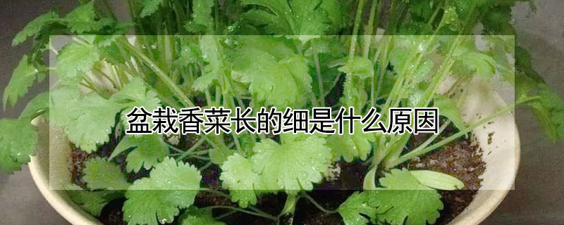 盆栽香菜長的細(xì)是什么原因