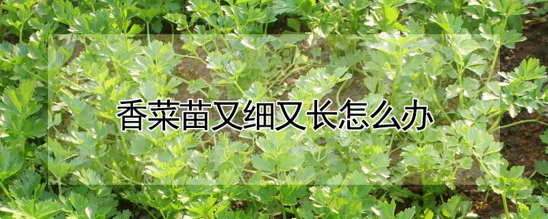 香菜苗又細又長怎么辦