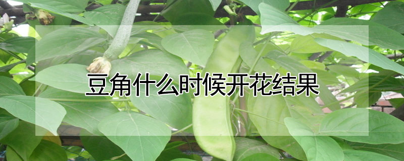 豆角什么時候開花結果