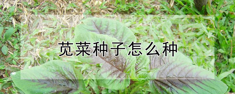 莧菜種子怎么種