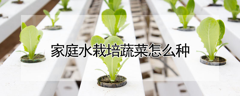 家庭水栽培蔬菜怎么種