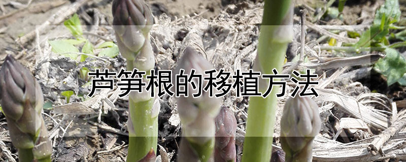 蘆筍根的移植方法