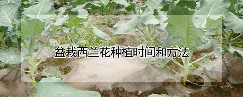 盆栽西蘭花種植時(shí)間和方法