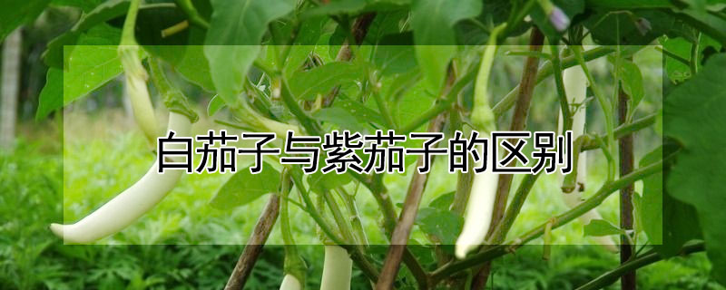 白茄子與紫茄子的區別