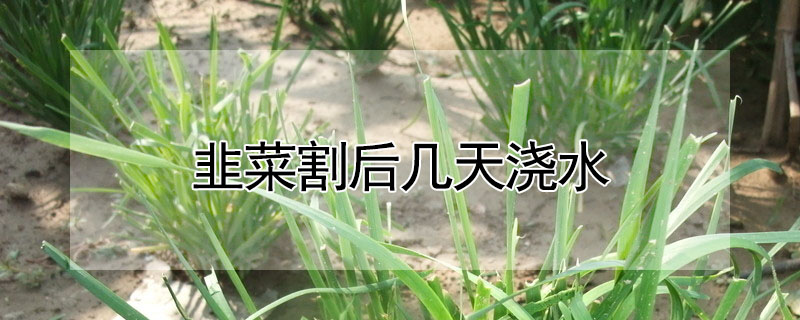 韭菜割后幾天澆水