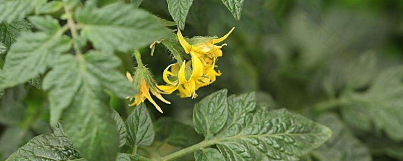 西紅柿開(kāi)花期能澆水嗎