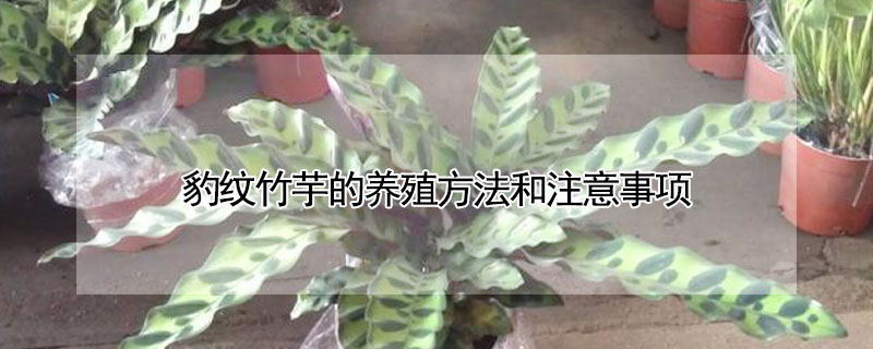 豹紋竹芋的養殖方法和注意事項