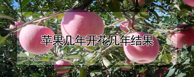 蘋(píng)果幾年開(kāi)花幾年結(jié)果