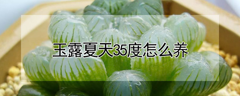 玉露夏天35度怎么養(yǎng)