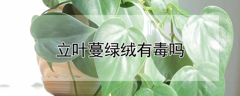 立葉蔓綠絨有毒嗎