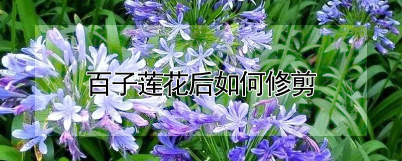 百子蓮花后如何修剪