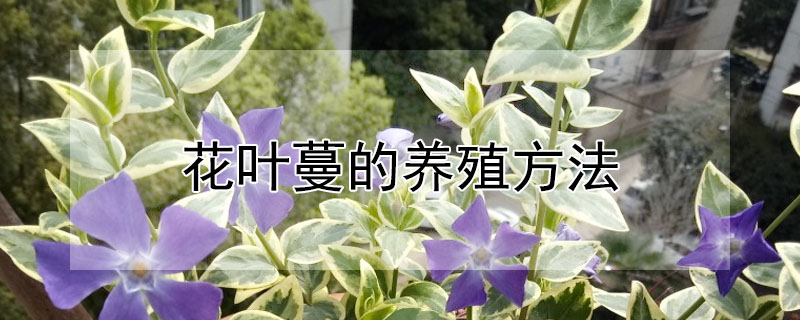 花葉蔓的養殖方法