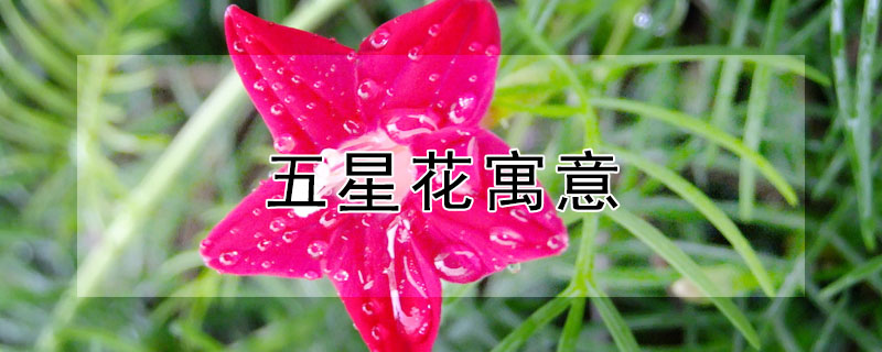 五星花寓意