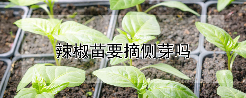 辣椒苗要摘側芽嗎