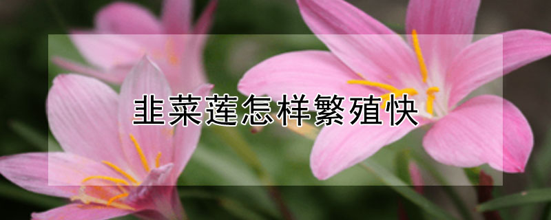 韭菜蓮怎樣繁殖快