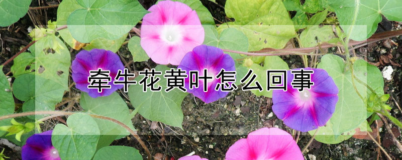 牽牛花黃葉怎么回事