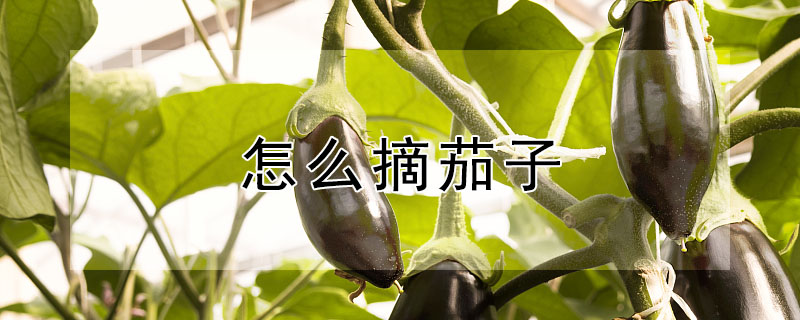 怎么摘茄子