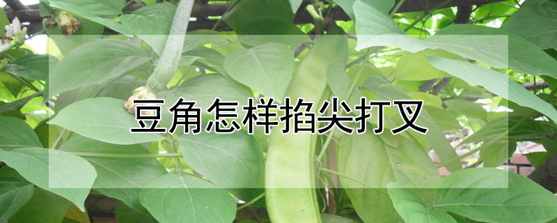 豆角怎樣掐尖打叉