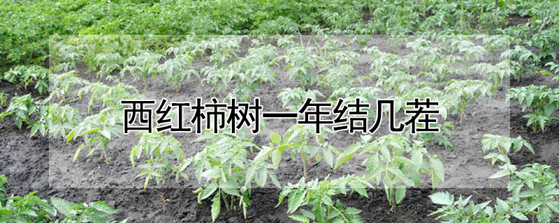 西紅柿樹一年結(jié)幾茬