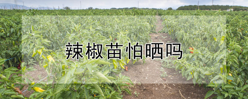 辣椒苗怕曬嗎