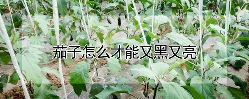 茄子怎么才能又黑又亮