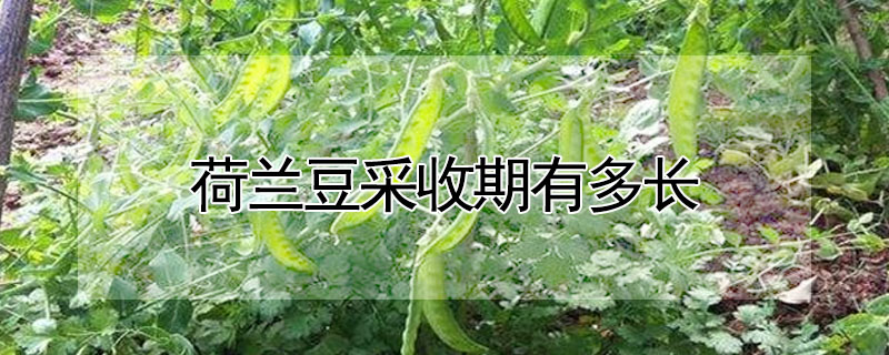 荷蘭豆采收期有多長