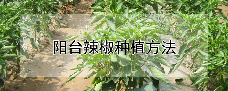 陽臺辣椒種植方法